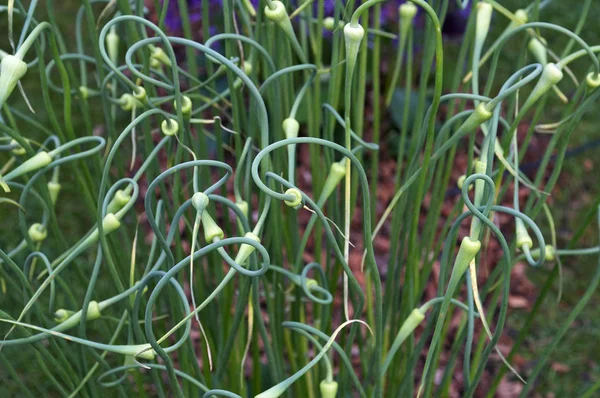 Allium sativum var ophioscorodon w ogrodzie warzywnym granica — Zdjęcie stockowe