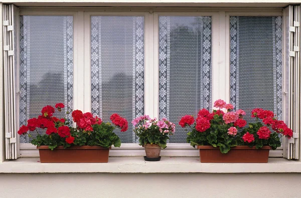 Window ledge with continers of Geraniums in front of a decorative lace curtain