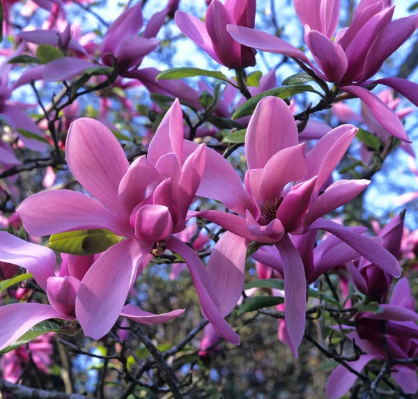 Bloeiende Magnolia ' Caerhays surprise ' in close up bij Caerhays Spring Garden — Stockfoto