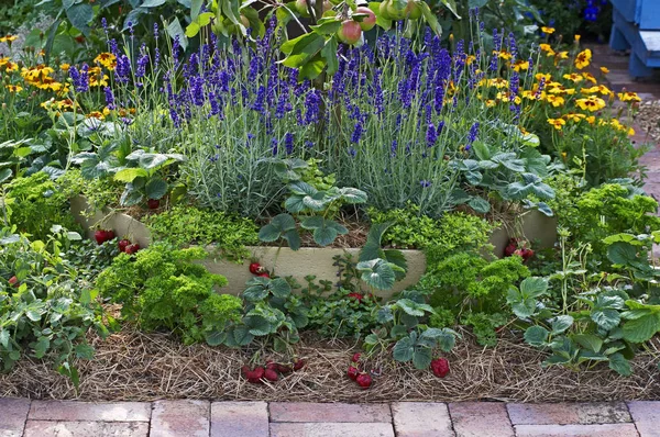 Fragole, lavanda e mele in un orto — Foto Stock