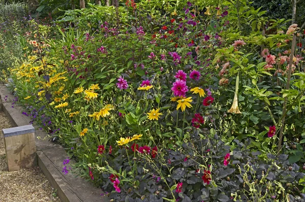 在古老的英国小屋花园中欣赏五颜六色的花边 — 图库照片
