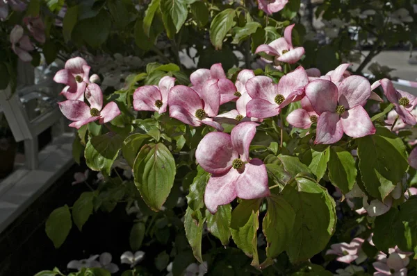 Um close de Cornus kousa rosa 'Satomi' em um jardim rural — Fotografia de Stock