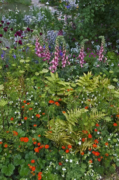 Een olourful tuin hoek met natuurlijke aanplant met Digitalis x mertonensis in bloem — Stockfoto