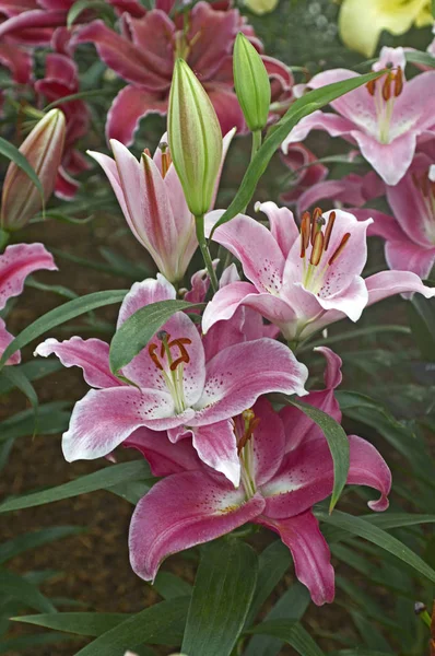 Zbliżenie Hybrid Lily 'Craganmore ' w obramowaniem kwiatowym — Zdjęcie stockowe