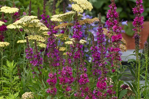 Frontera colorida con Lythrum salicaria 'Robert' en primer plano —  Fotos de Stock