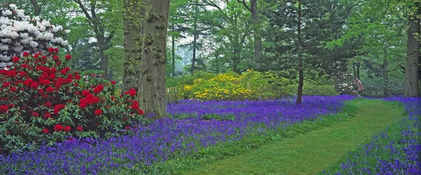 Jardín del bosque en primavera con campanas azules, Rhododendrond, Azaleas dando una exhibición colorida — Foto de Stock