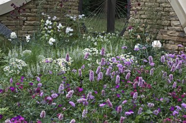 An interesting flower border with a Drystone wall and Persicaria bistorta 'Superba' clipart