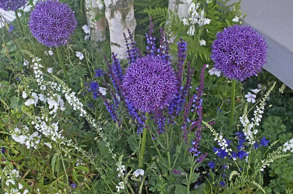 Close up of the flowering Allium hollandicum 'Purple Sensation' — Stock fotografie