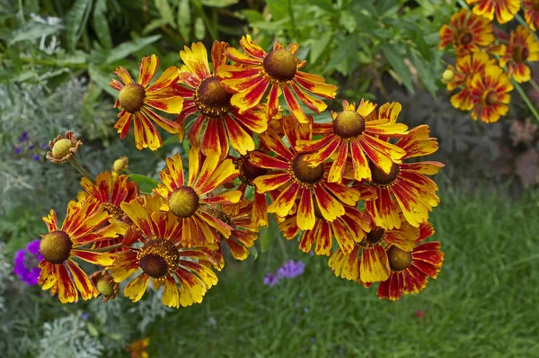 Fechar-se de Helênio florescente em uma borda de flor — Fotografia de Stock