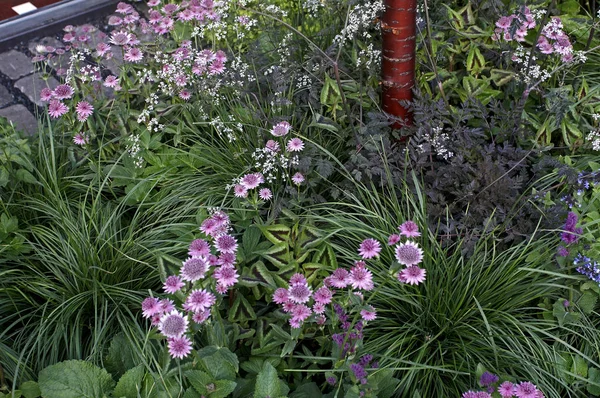 Primo piano di prezzemolo di mucca e Astrantia in un giardino di campagna bordo fiore — Foto Stock