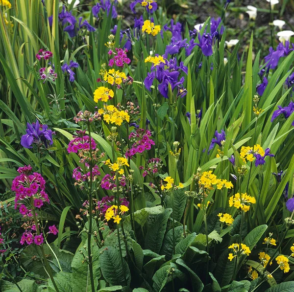 Detalhe fechado de uma borda de jardim de brejo com Primulas e Iris — Fotografia de Stock