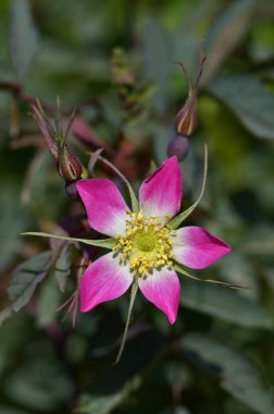 Close up of flowering Rosa glauca in a flower border clipart