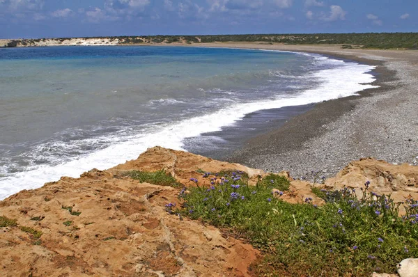 Bahía de Lara y caldo de cultivo de verano de playa para la Cabeza de Araña y las Tortugas Verdes en la Reserva Natural de Akamas Papfos Chipre — Foto de Stock