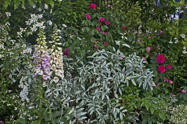 Primo piano del bordo floreale con rose fiorite, Cornus e Digitalis — Foto Stock