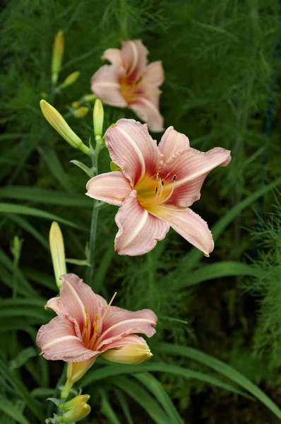 Flowering Hemerocallis 'Stoke Poges' in a flower border — Stock Photo, Image