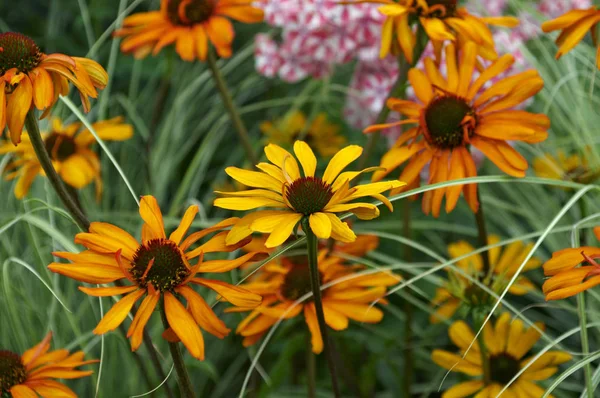 Detail der Blüteneinfassung mit farbenfrohem Echinacea 'Tiki Torch' — Stockfoto