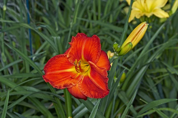 Zbliżenie portret hemerocallis "Old Tangiers" w granicy kwiat — Zdjęcie stockowe