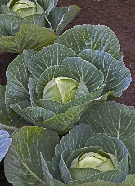 Brassica oleracea Capitatsa grupp i en köksträdgård — Stockfoto