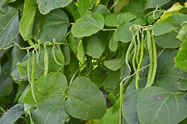 Close up of Runner Bean 'St.George' growing in an allotment — Stock Photo, Image