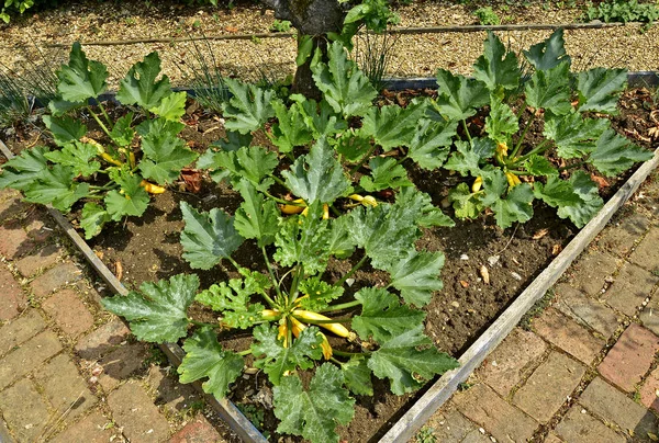 Zucchini-Solitärpflanzen in einem geschlossenen Beet im Gemüsegarten — Stockfoto