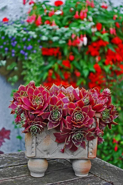 A ceramic container planted with a colourful succulent sempervivum