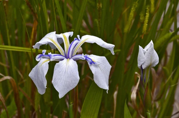 Close up da água japonesa Iris 'Snowdrift' em um jardim de brejo — Fotografia de Stock