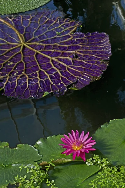 Primer plano de un nenúfar floreciente en un jardín acuático —  Fotos de Stock