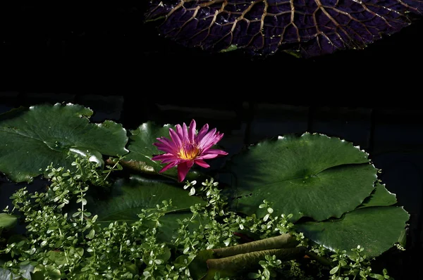 Fechar-se de um waterlily flowering em um jardim da água — Fotografia de Stock