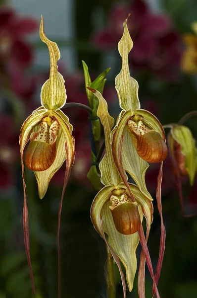 Close up of the Orchid Phragmipedium Grande in a consertvatory — Stock Photo, Image