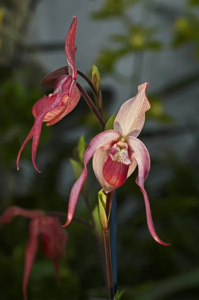 Close up of the Orchid Phragmipedium Schroderae in a conservatory — Stock Photo, Image