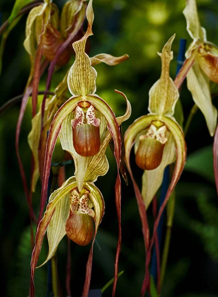 Close up of the Orchid Phragmipedium Grande in a consertvatory — Stock Photo, Image