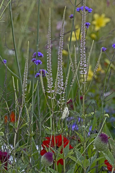 Primer plano de Veronicastrum Roseum en un borde de flores — Foto de Stock