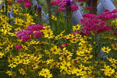 Close up of Achillea and Coreopsis in a flower border clipart