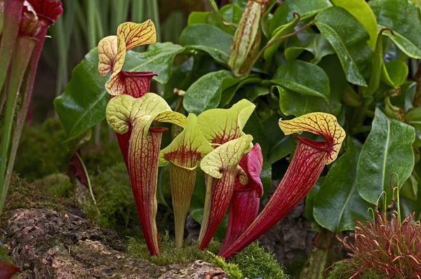 Close up of a Sarracenia, carnivorous plant growing in a conservatory — Stock Photo, Image