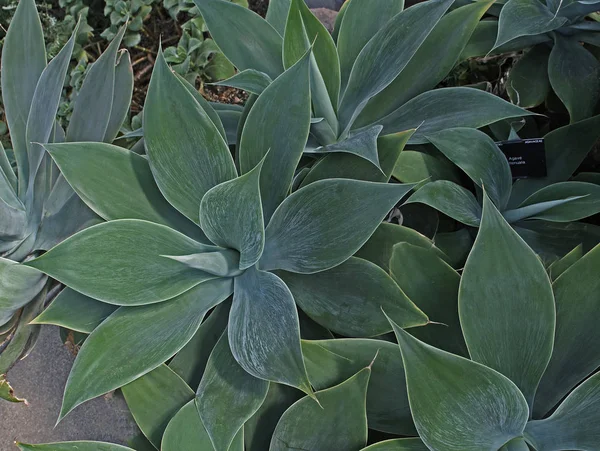 Agave attenuata creciendo en un invernadero con vista de cerca —  Fotos de Stock