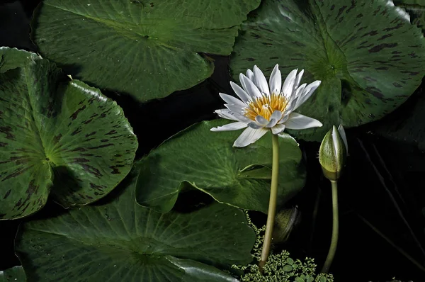 Primer plano de un nenúfar floreciente en un jardín acuático —  Fotos de Stock