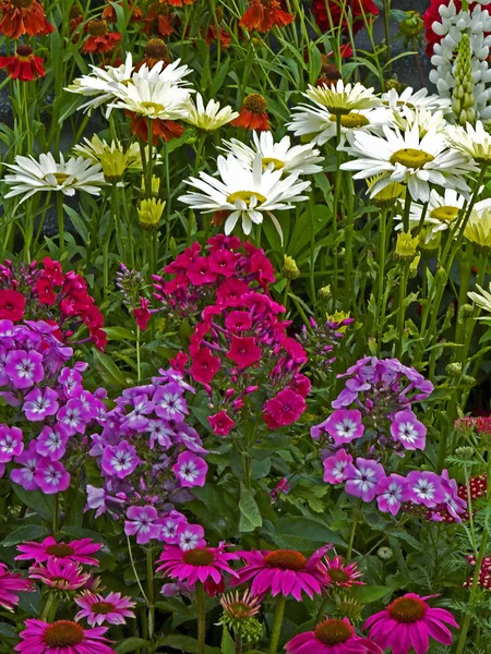 Närbild av en färgstark blomma gräns med Phlox, Leucanthemum och Echinacea — Stockfoto
