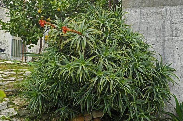 Une grande plante à fleurs d'aloès arborescens poussant dans un jardin méditerranéen — Photo