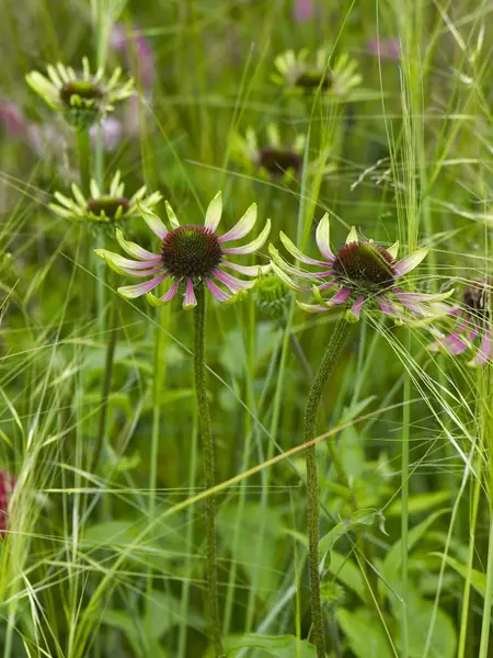 Close up da Echinacea 'Inveja Verde' em uma borda de flor — Fotografia de Stock