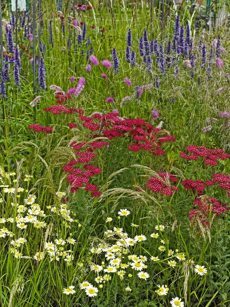 Красочная цветочная граница с травами и Ахиллеей "Красный бархат" — стоковое фото