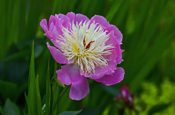 A colorida peeonia lactiflora 'Bowl of Beauty' com gotas de chuva em uma borda de flor — Fotografia de Stock