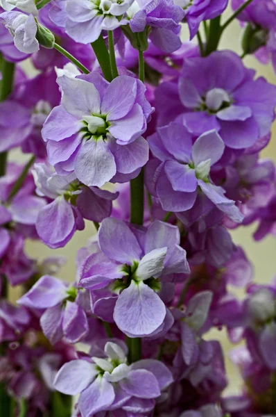Close up of pink Matthiola incana, Stocks in a flower border — Stock Photo, Image