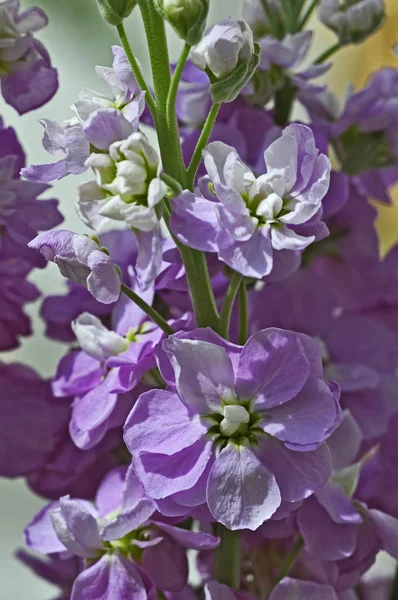 Close up of pink Matthiola incana, Stocks in a flower border — Stock Photo, Image