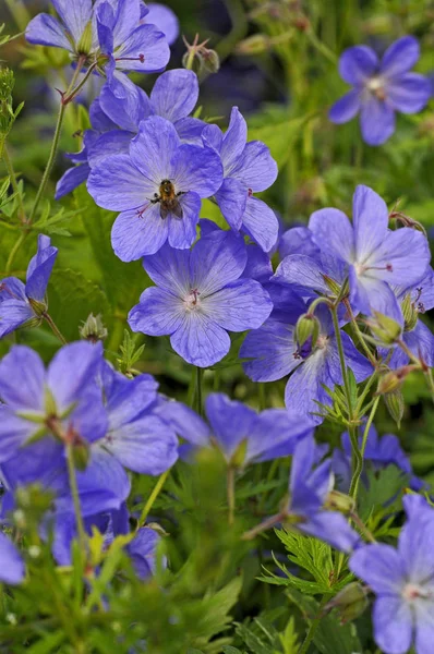 Close up de uma abelha Bumblebee polinizando Geranium 'Jolly Bee' em uma borda de flor — Fotografia de Stock