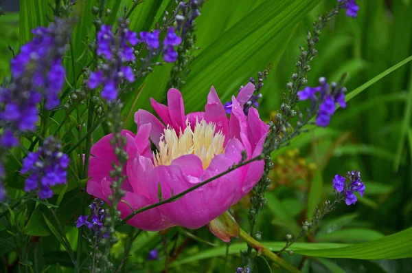 A colorida peeonia lactiflora 'Bowl of Beauty' em uma borda de flores — Fotografia de Stock