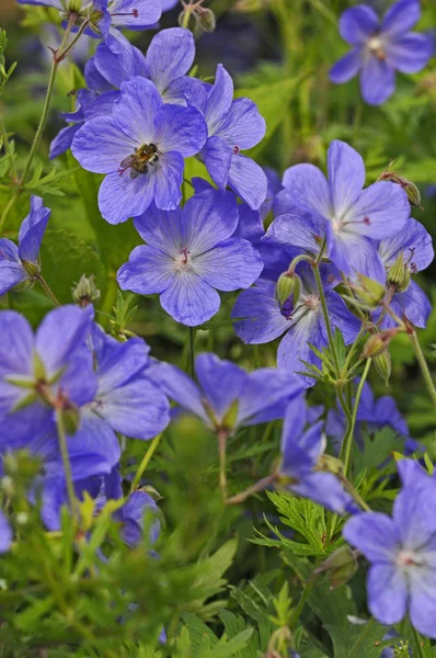 Close up de uma abelha Bumblebee polinizando Geranium 'Jolly Bee' em uma borda de flor — Fotografia de Stock