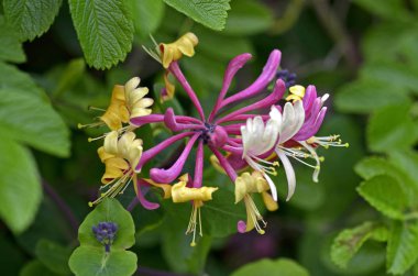 Close up of the Honeysuckle Lonicera periclymenum in a country cottage garden clipart