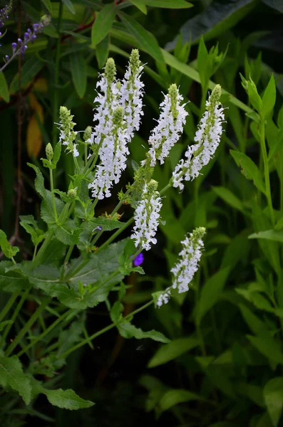 Flowering Tiarella wherryi in a flower border — Stock Photo, Image