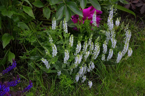 Blommande Tiarella wherryi i en blomma gränsen — Stockfoto