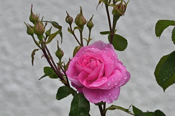 Floração Rosa Gertrude Jekyll com gotas de chuva — Fotografia de Stock